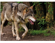 Verhaltensregeln bei einer Wolfsbegegnung